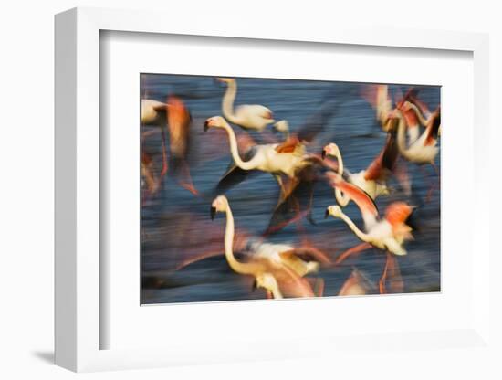 Greater Flamingos (Phoenicopterus Roseus) Taking Off from Lagoon, Camargue, France, May 2009-Allofs-Framed Photographic Print