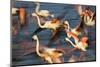 Greater Flamingos (Phoenicopterus Roseus) Taking Off from Lagoon, Camargue, France, May 2009-Allofs-Mounted Photographic Print