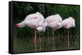 Greater Flamingos Sleeping-Tony Camacho-Framed Stretched Canvas