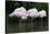 Greater Flamingos Sleeping-Tony Camacho-Stretched Canvas