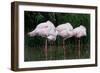 Greater Flamingos Sleeping-Tony Camacho-Framed Premium Photographic Print