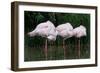 Greater Flamingos Sleeping-Tony Camacho-Framed Photographic Print