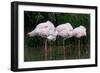 Greater Flamingos Sleeping-Tony Camacho-Framed Photographic Print