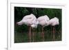 Greater Flamingos Sleeping-Tony Camacho-Framed Photographic Print