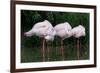 Greater Flamingos Sleeping-Tony Camacho-Framed Photographic Print