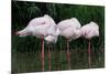 Greater Flamingos Sleeping-Tony Camacho-Mounted Photographic Print