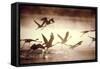 Greater Flamingos Taking Off from the Steamy-null-Framed Stretched Canvas