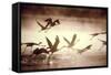 Greater Flamingos Taking Off from the Steamy-null-Framed Stretched Canvas