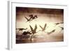 Greater Flamingos Taking Off from the Steamy-null-Framed Photographic Print