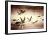 Greater Flamingos Taking Off from the Steamy-null-Framed Photographic Print