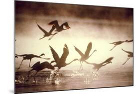 Greater Flamingos Taking Off from the Steamy-null-Mounted Photographic Print