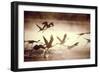 Greater Flamingos Taking Off from the Steamy-null-Framed Photographic Print