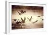 Greater Flamingos Taking Off from the Steamy-null-Framed Photographic Print