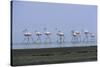 Greater Flamingos Wading-Tony Camacho-Stretched Canvas