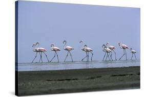 Greater Flamingos Wading-Tony Camacho-Stretched Canvas