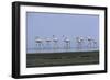 Greater Flamingos Wading-Tony Camacho-Framed Photographic Print