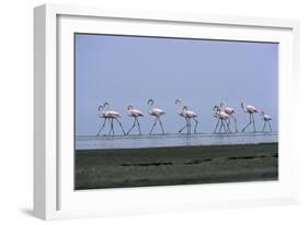 Greater Flamingos Wading-Tony Camacho-Framed Photographic Print