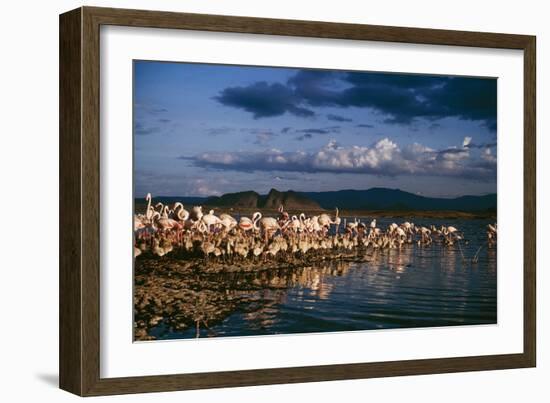 Greater Flamingos-null-Framed Photographic Print