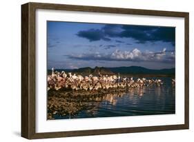 Greater Flamingos-null-Framed Photographic Print