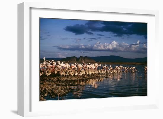 Greater Flamingos-null-Framed Photographic Print