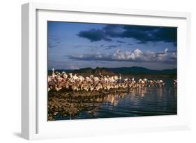 Greater Flamingos-null-Framed Photographic Print