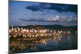 Greater Flamingos-null-Mounted Photographic Print