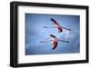 Greater Flamingos-Xavier Ortega-Framed Photographic Print
