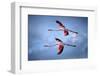 Greater Flamingos-Xavier Ortega-Framed Photographic Print