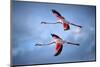 Greater Flamingos-Xavier Ortega-Mounted Photographic Print