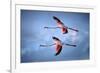 Greater Flamingos-Xavier Ortega-Framed Photographic Print