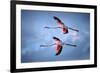 Greater Flamingos-Xavier Ortega-Framed Photographic Print