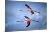 Greater Flamingos-Xavier Ortega-Mounted Photographic Print