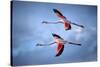 Greater Flamingos-Xavier Ortega-Stretched Canvas