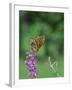 Greater Fritillaries Butterfly on Flower-Gary Carter-Framed Photographic Print