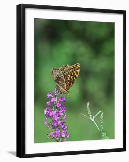 Greater Fritillaries Butterfly on Flower-Gary Carter-Framed Photographic Print