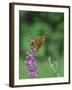 Greater Fritillaries Butterfly on Flower-Gary Carter-Framed Photographic Print