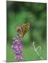 Greater Fritillaries Butterfly on Flower-Gary Carter-Mounted Photographic Print