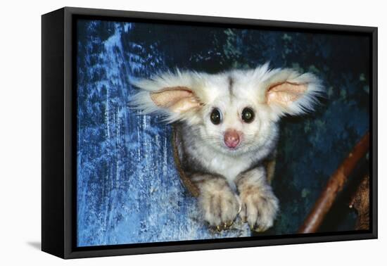Greater Glider Looking Out of Hollow-null-Framed Stretched Canvas