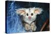 Greater Glider Looking Out of Hollow-null-Stretched Canvas