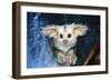 Greater Glider Looking Out of Hollow-null-Framed Photographic Print