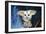 Greater Glider Looking Out of Hollow-null-Framed Photographic Print
