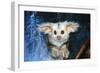 Greater Glider Looking Out of Hollow-null-Framed Photographic Print