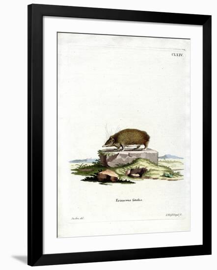 Greater Hedgehog Tenrec-null-Framed Giclee Print