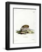 Greater Hedgehog Tenrec-null-Framed Premium Giclee Print