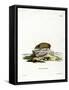 Greater Hedgehog Tenrec-null-Framed Stretched Canvas