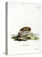 Greater Hedgehog Tenrec-null-Stretched Canvas