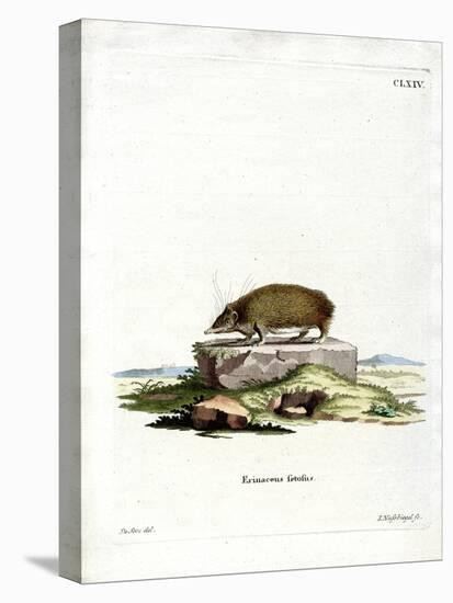 Greater Hedgehog Tenrec-null-Stretched Canvas