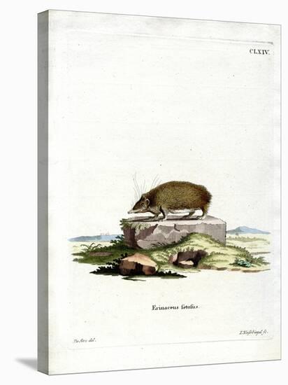 Greater Hedgehog Tenrec-null-Stretched Canvas