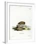 Greater Hedgehog Tenrec-null-Framed Giclee Print