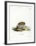 Greater Hedgehog Tenrec-null-Framed Giclee Print